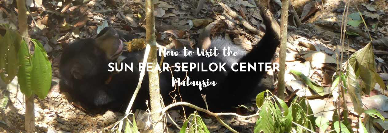 sun bear sepilok center