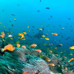 Maldives Marine Life