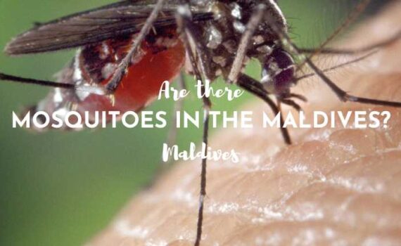 mosquitoes in the maldives