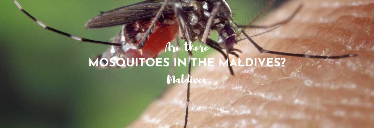mosquitoes in the maldives