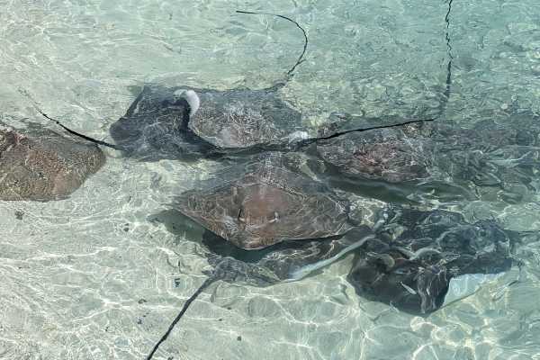 Rays at Fulidhoo Jetty