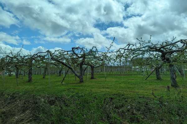 Resort Shirakami Train riding through Apply Orchards