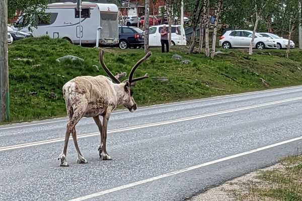 Reindeer in Kilpisjärvi