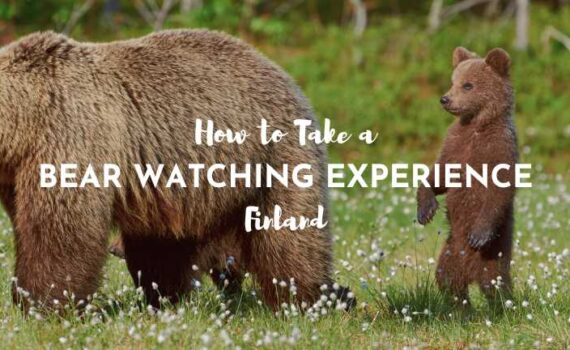 bear watching finland