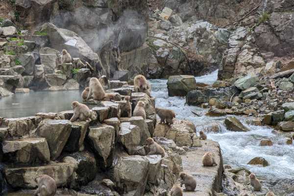 Jigdokudani Monkey Park