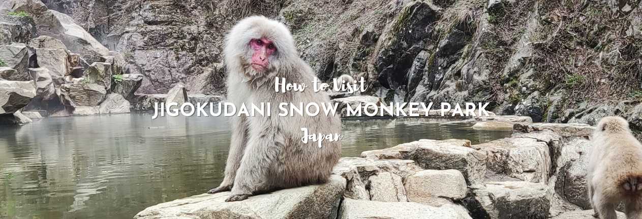 Jigokudani Snow Monkey Park