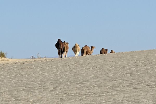 Camels in the Sahara Desert near Tozeur