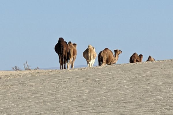 Camels in the Sahara Desert near Tozeur
