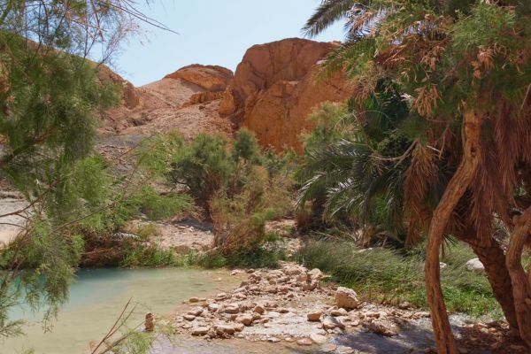 Chebika Oasis