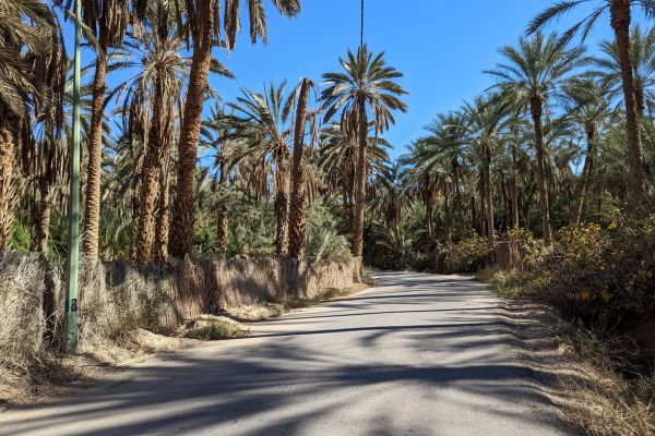 Date Palms in Tozeur