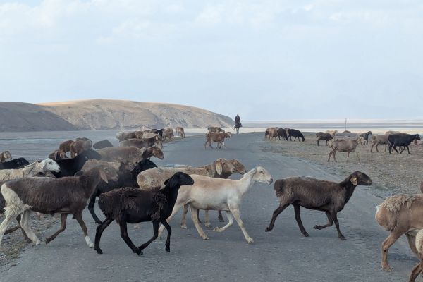 Goat Herding in Kyrgzystan