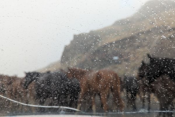 Herd of Horses Snow and a Cracked Windscreen