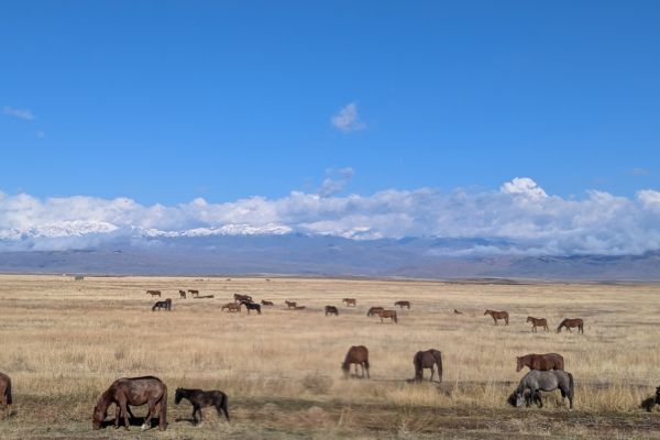 Horses on the Steppe of Kazakhstan