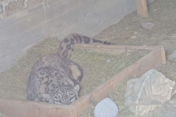 Snow Leopard at Sanctuary near Murghab