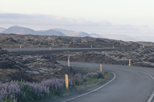 Road through the Reykjanes Peninsula with Lupins on the road side