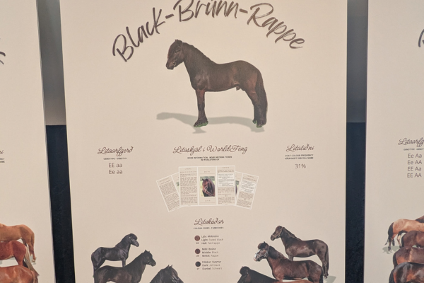 Exhibition of Colors of the Icelandic Horse