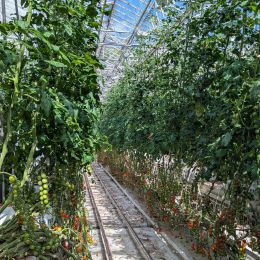 Fridheimar Greenhouse