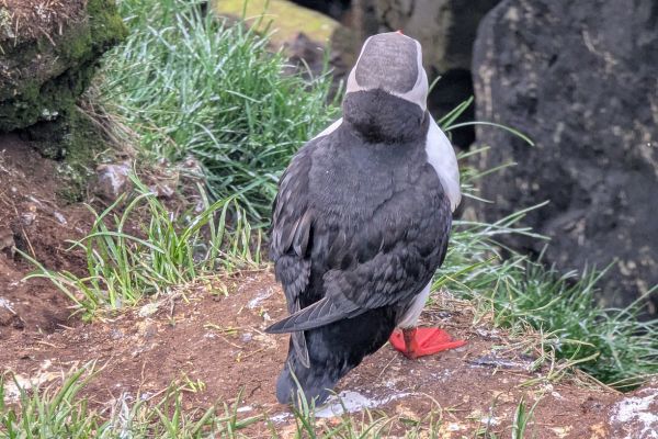 Hafnaholmi Puffin