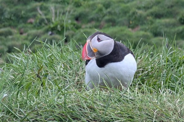 Hafnaholmi Puffin