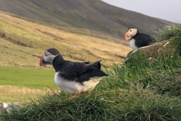 Hafnarhólmi Puffins and Boardwalks
