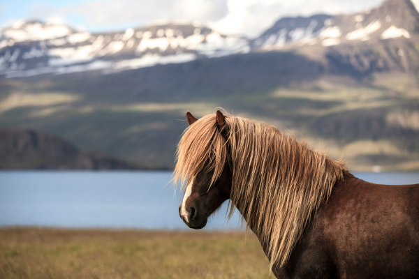 Icelandic Horse near Fjord