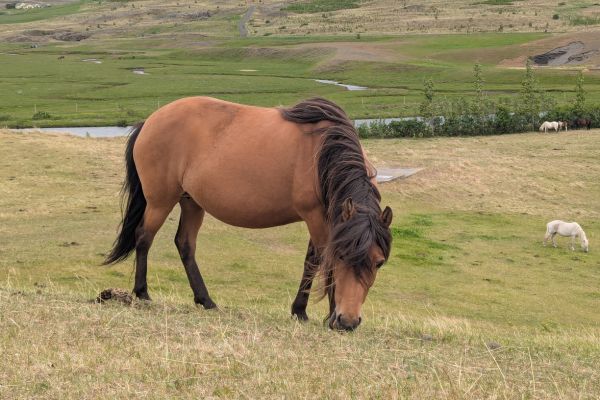 Icelandic Horse in Field