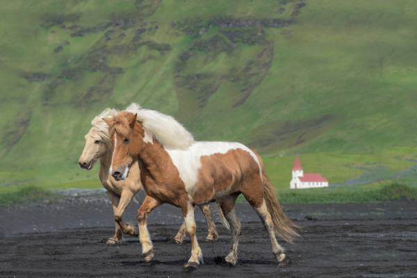 Icelandic horses, Reynisfjara beach, Iceland