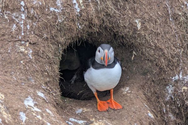 Puffin Emerging from Burrow at Hafnaholmi