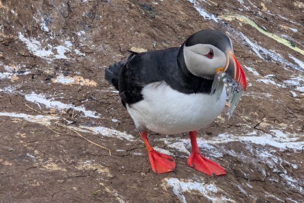 Puffin with Sandeels at Hafnaholmi