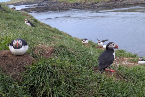 Puffins at Hafnaholmi Iceland
