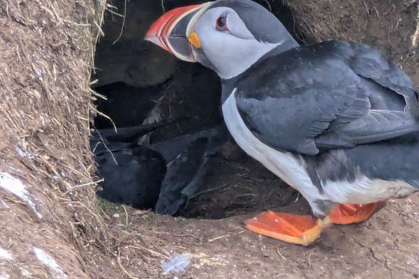 Puffins at Hafnarhólmi Borgarfjörður Eystri