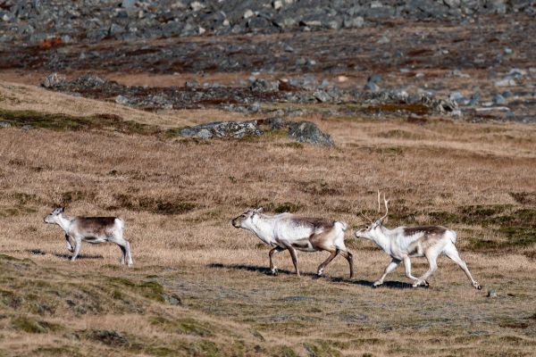Reindeer in Iceland