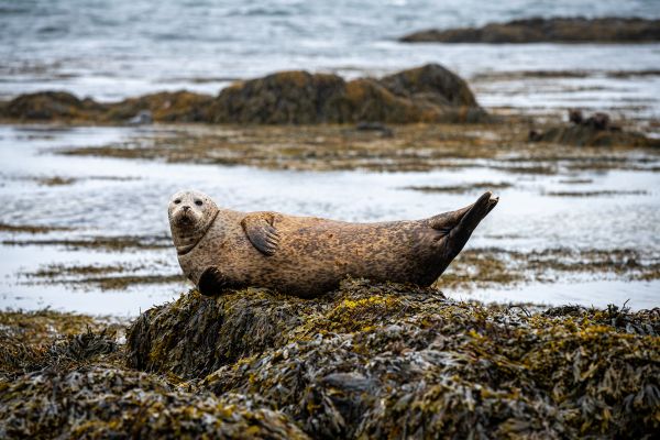 Seal on Ytri Tunga