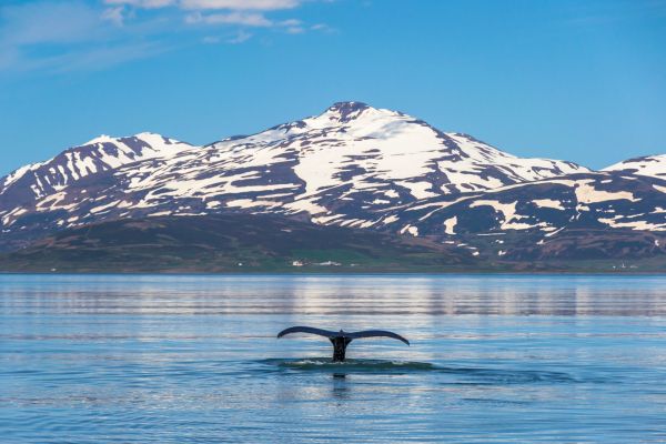 Whale Tail submerging in North Iceland