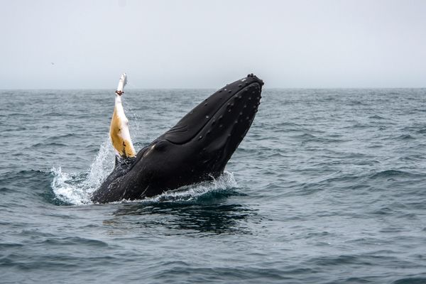 Whale Watching in Husavik Iceland