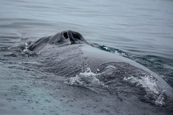 Whale Watching in Iceland