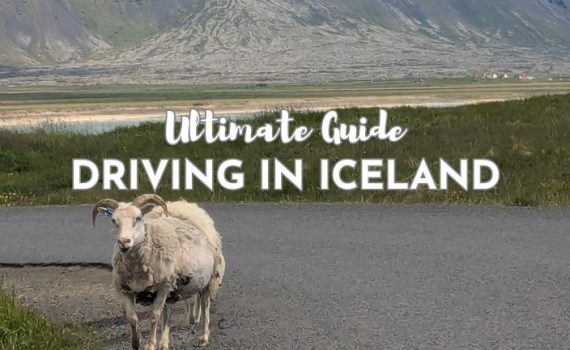 Sheep on road in Iceland