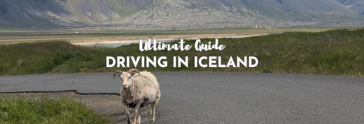 Sheep on road in Iceland