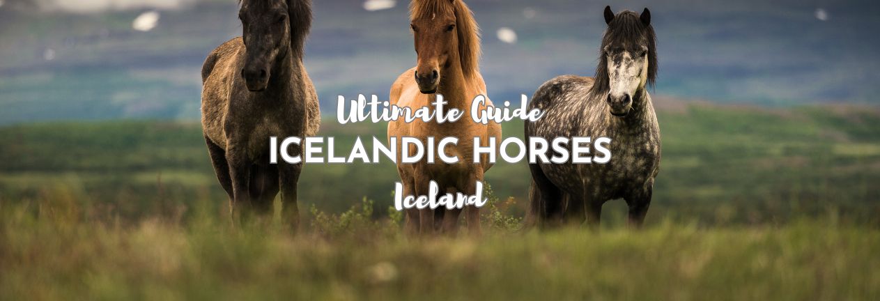 Icelandic Horses in Field in Iceland