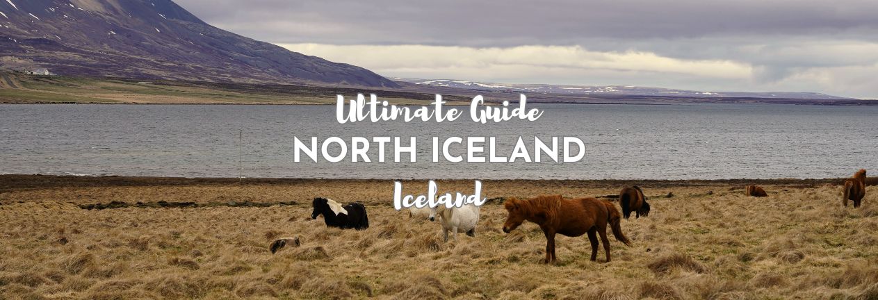 North Iceland Fjord view with Icelandic Horses