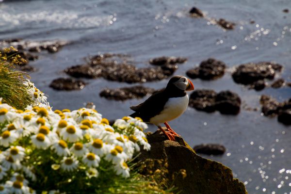 Puffin at Látrabjarg