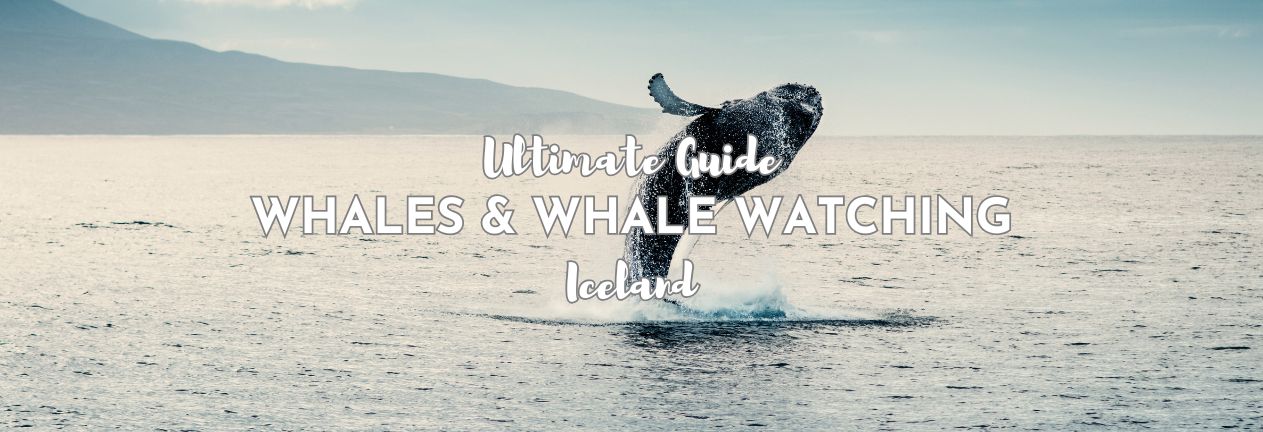 Humpback Whale Jumping in Iceland