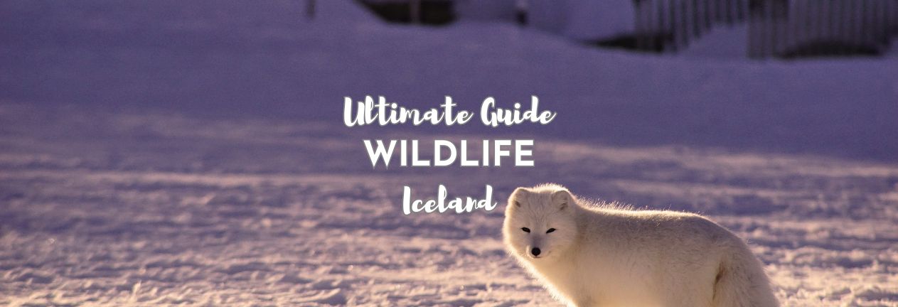 Arctic Fox in Winter