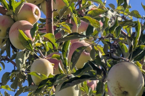 Apple Orchard at Almaty Hills