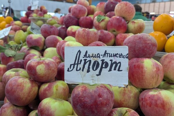 Apples at the Green Bazaar Almaty