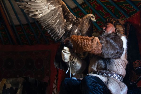 Old kazakh eagle hunter with his golden eagle